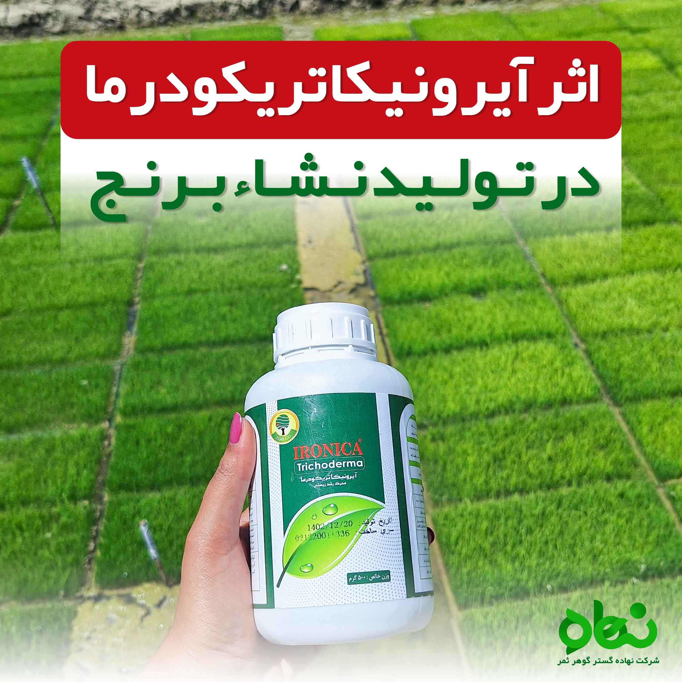 اثر آیرونیکا تریکودرما در تولید نشا برنج